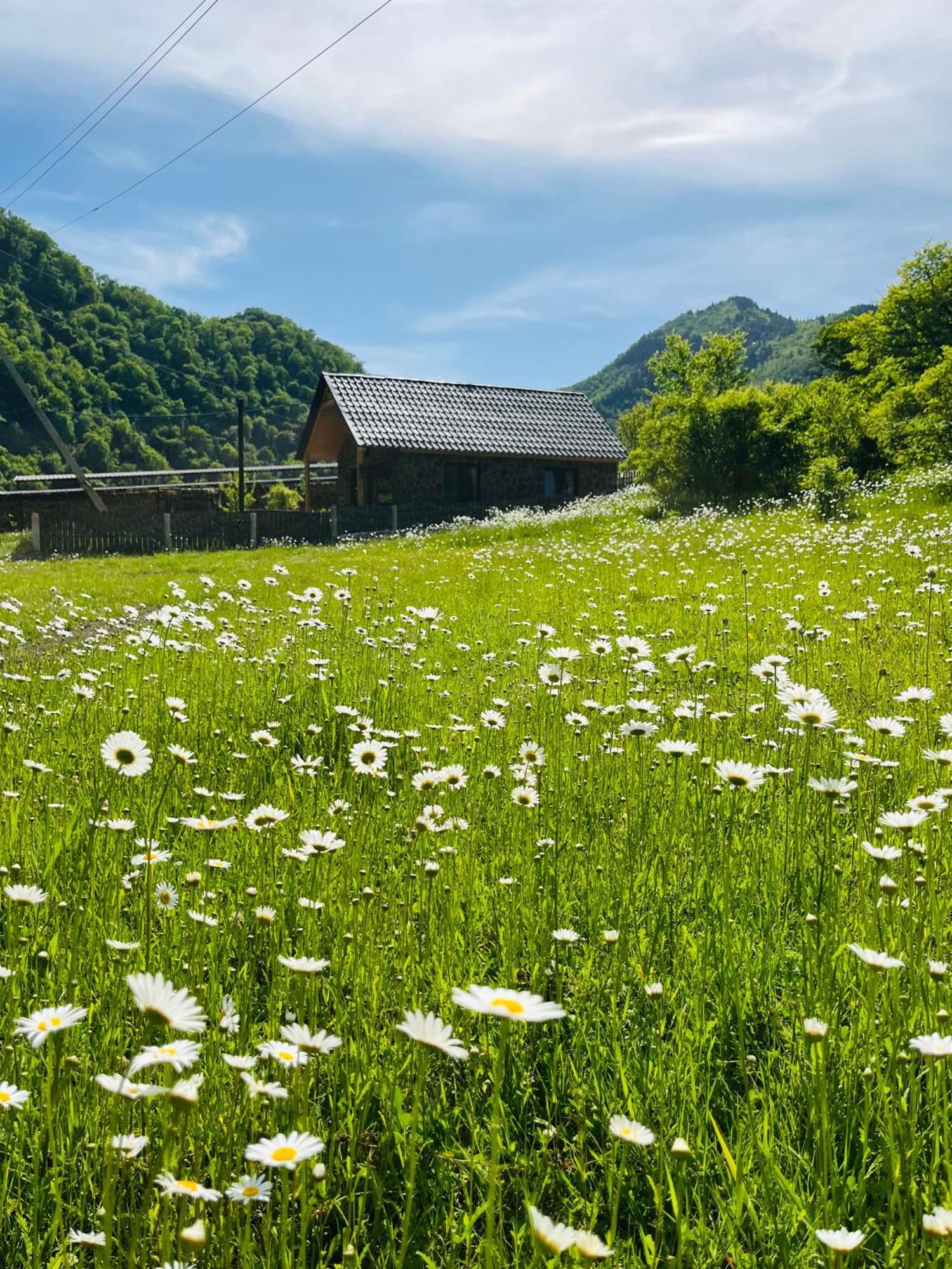Woodlandia Borjomi